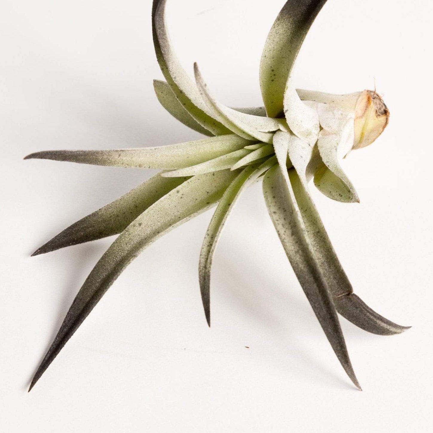 Air Plant 'Harrisii - Black' 2-3"