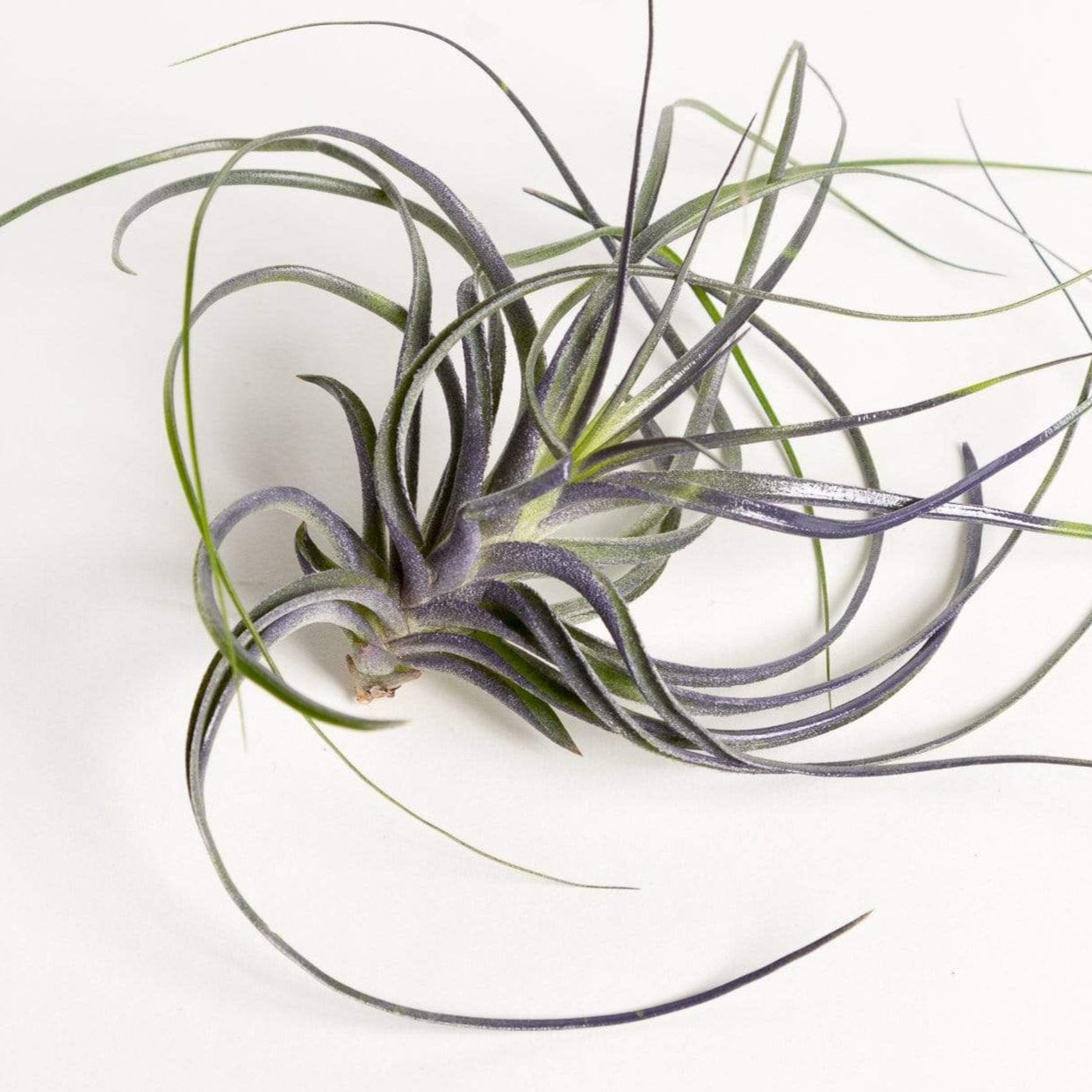 Air Plant 'Stricta - Black' 4-5"