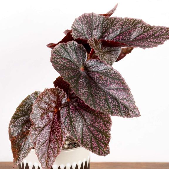 Begonia 'Miss Mummy' - Urban Sprouts