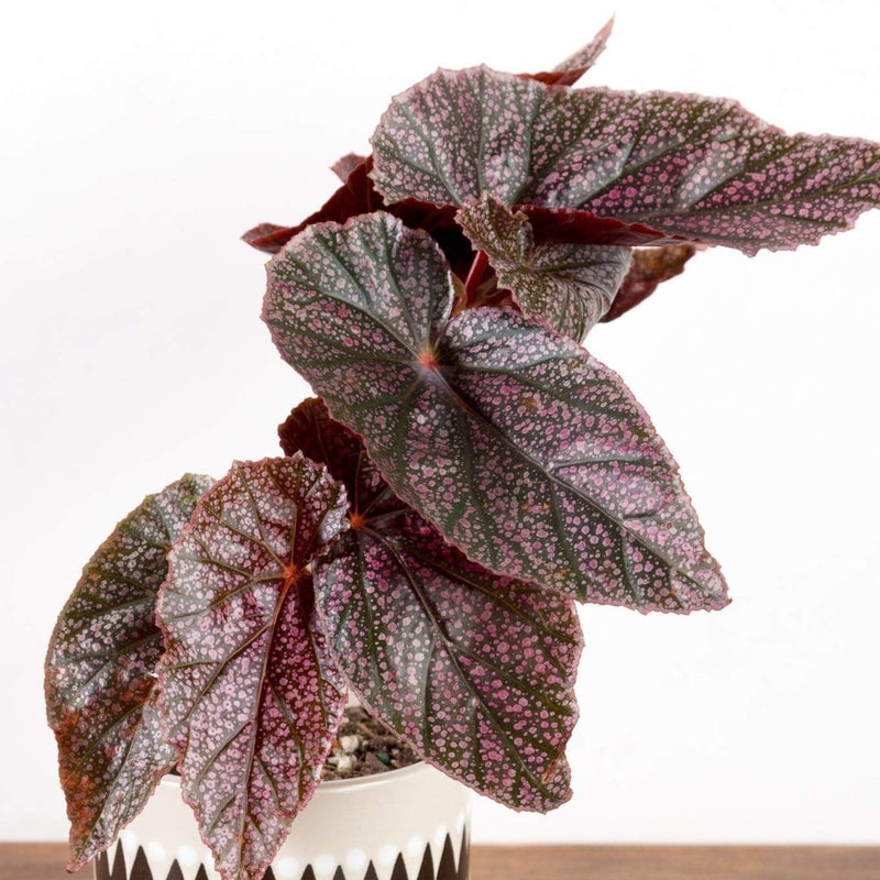 Begonia 'Miss Mummy' - Urban Sprouts