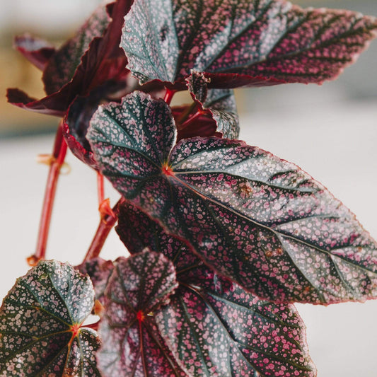 Begonia 'Miss Mummy' - Urban Sprouts