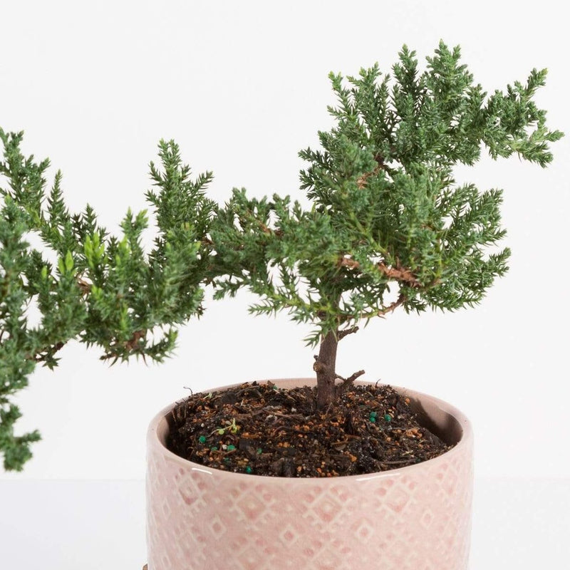 Urban Sprouts Plant 4" in nursery pot (5-7 years old) Bonsai 'Juniper'