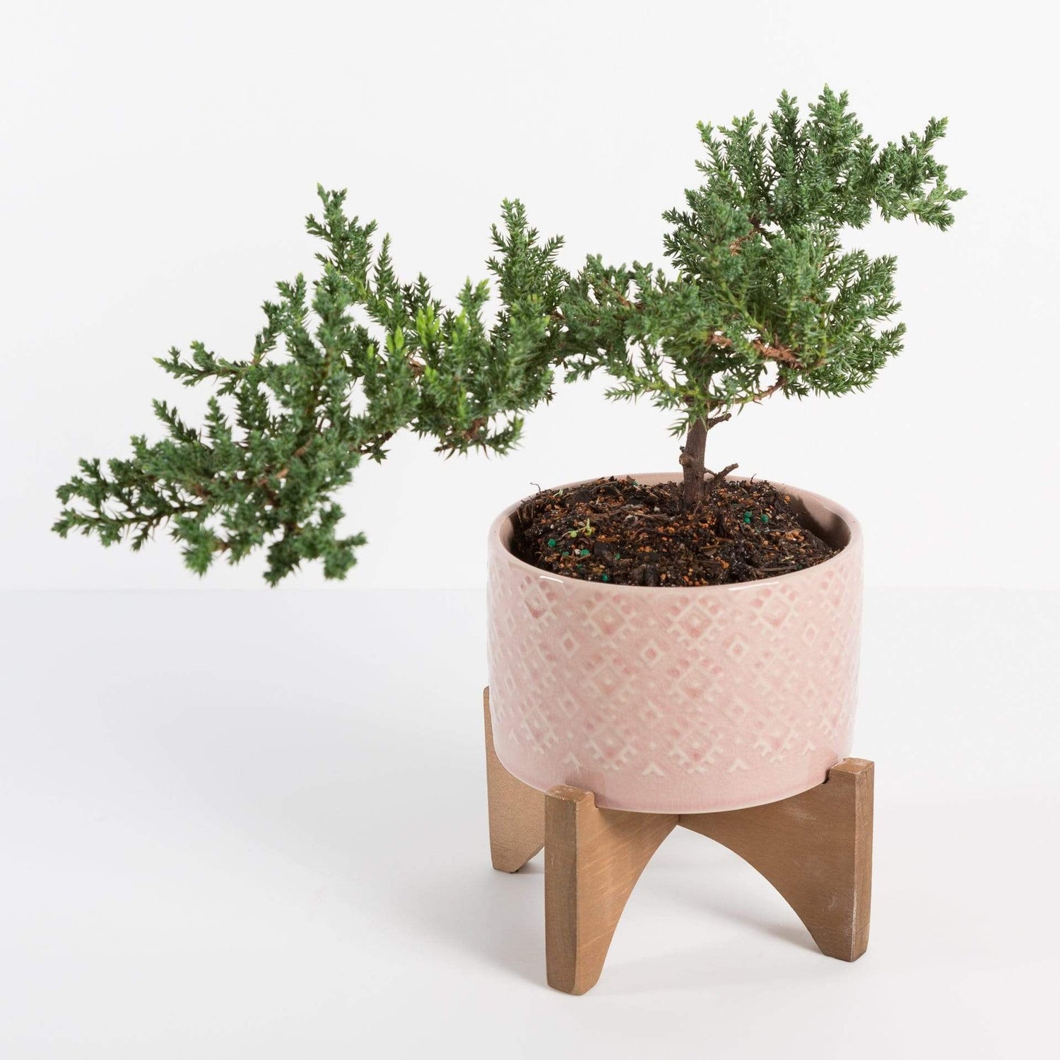 Urban Sprouts Plant 4" in nursery pot (5-7 years old) Bonsai 'Juniper'