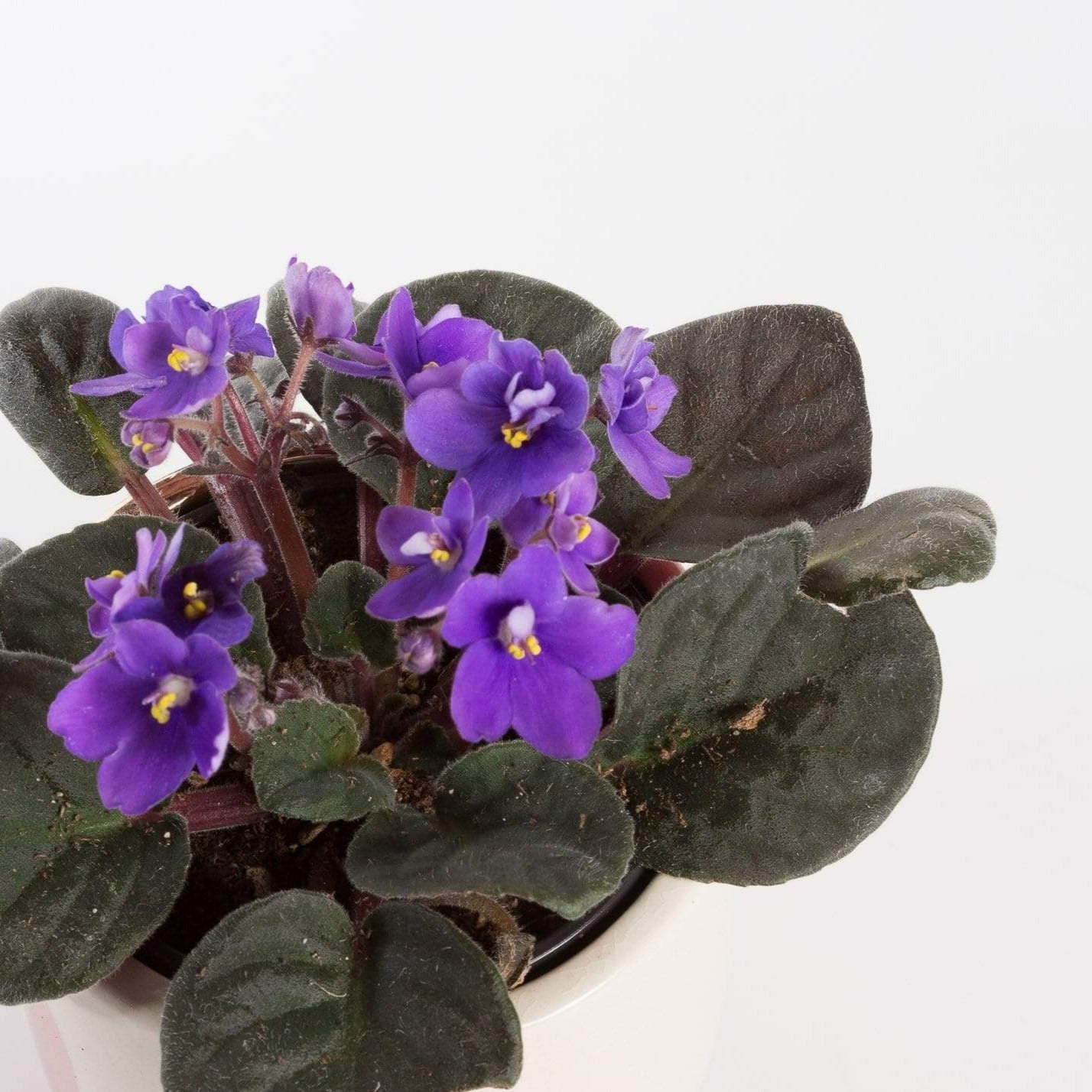 African Violet 4