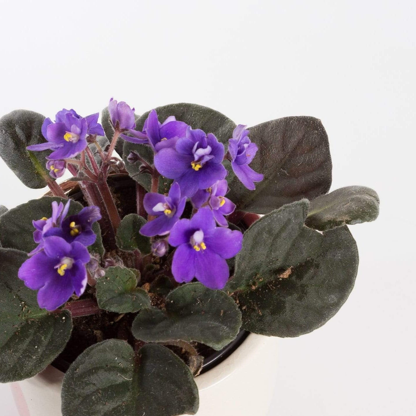 Urban Sprouts Plant 4" in nursery pot African Violet
