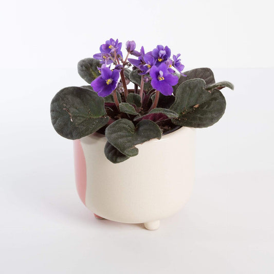 Urban Sprouts Plant 4" in nursery pot African Violet