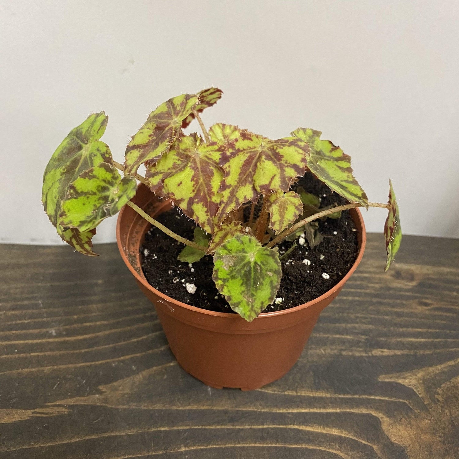 Begonia 'Little Darling' - Urban Sprouts