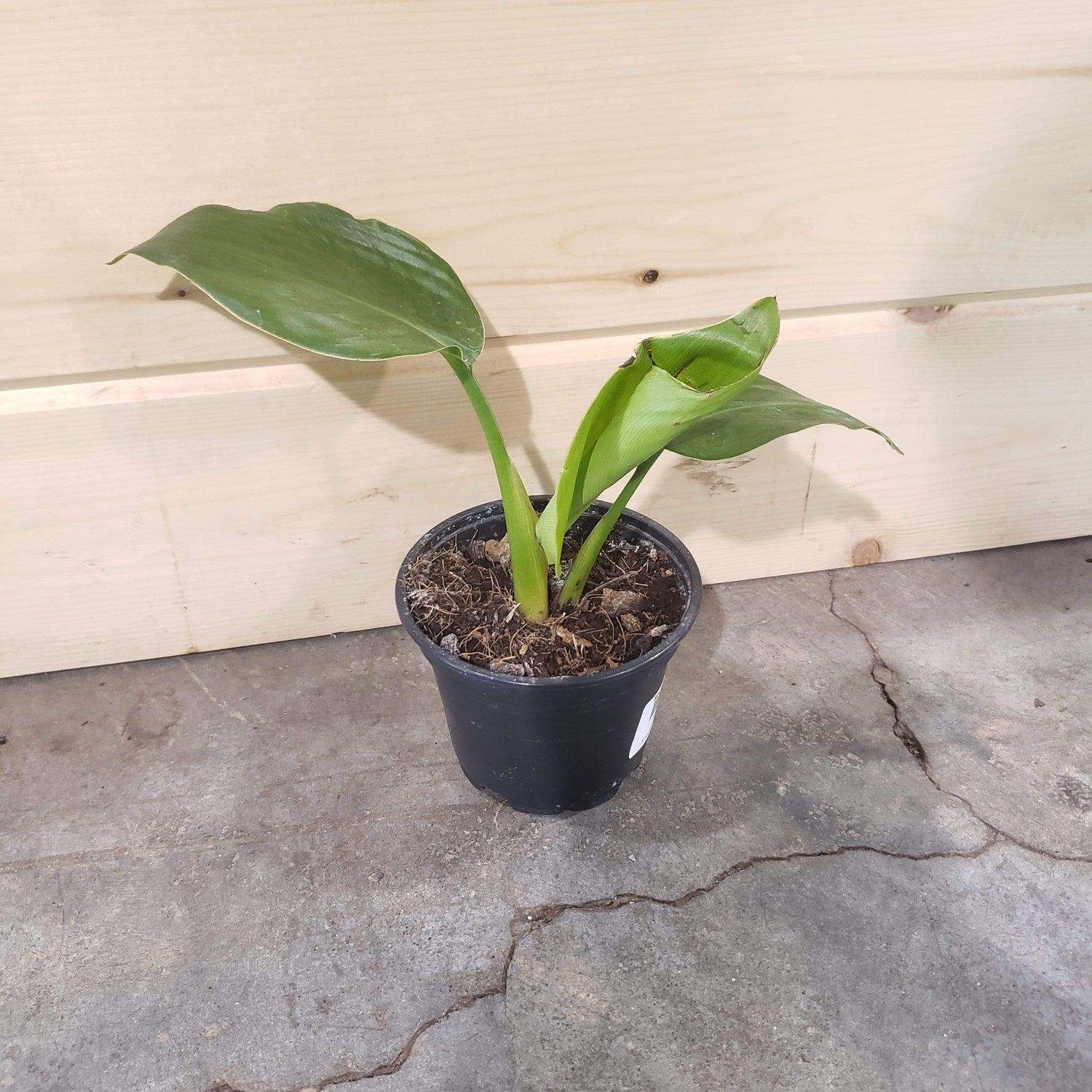 Urban Sprouts Plant 4" in nursery pot Bird of Paradise 'White'