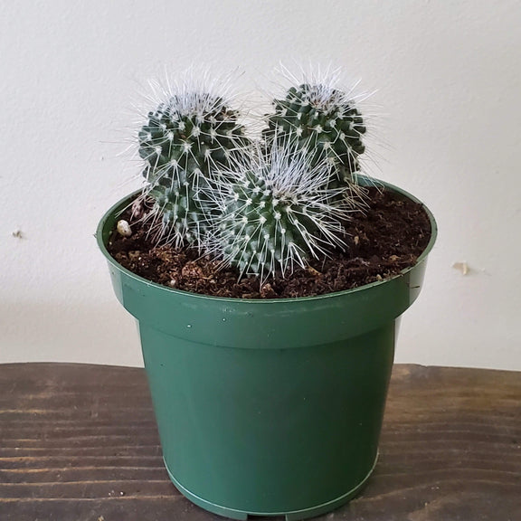 Urban Sprouts Plant 4" in nursery pot Cactus 'Spiny Pincushion'