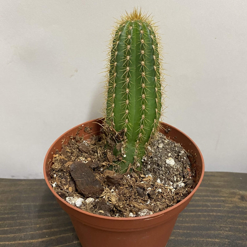 Urban Sprouts Plant 4" in nursery pot Cactus 'Torch'