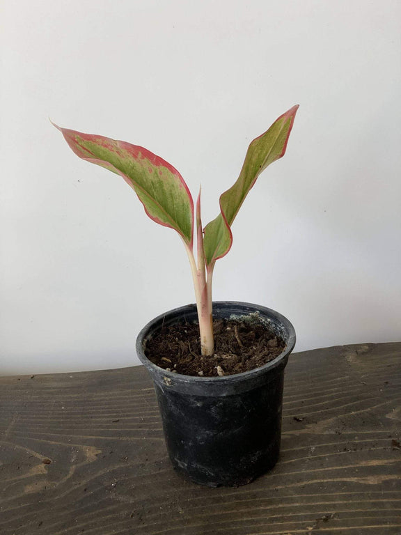 Urban Sprouts Plant 4" in nursery pot Chinese Evergreen 'Siam Aurora'