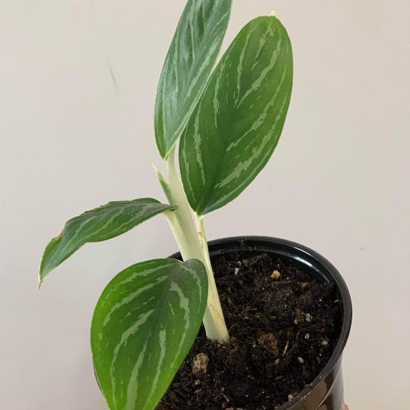Urban Sprouts Plant 4" in nursery pot Chinese Evergreen 'Snow White'