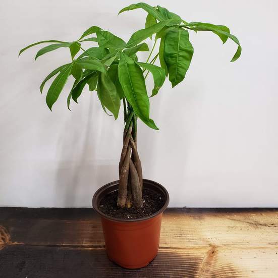 Money Tree 'Braided' - Urban Sprouts