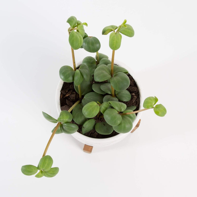 Urban Sprouts Plant 4" in nursery pot Peperomia 'Hope'