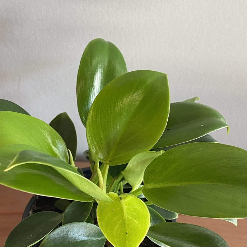 Urban Sprouts Plant 4" in nursery pot Philodendron 'Green Princess'