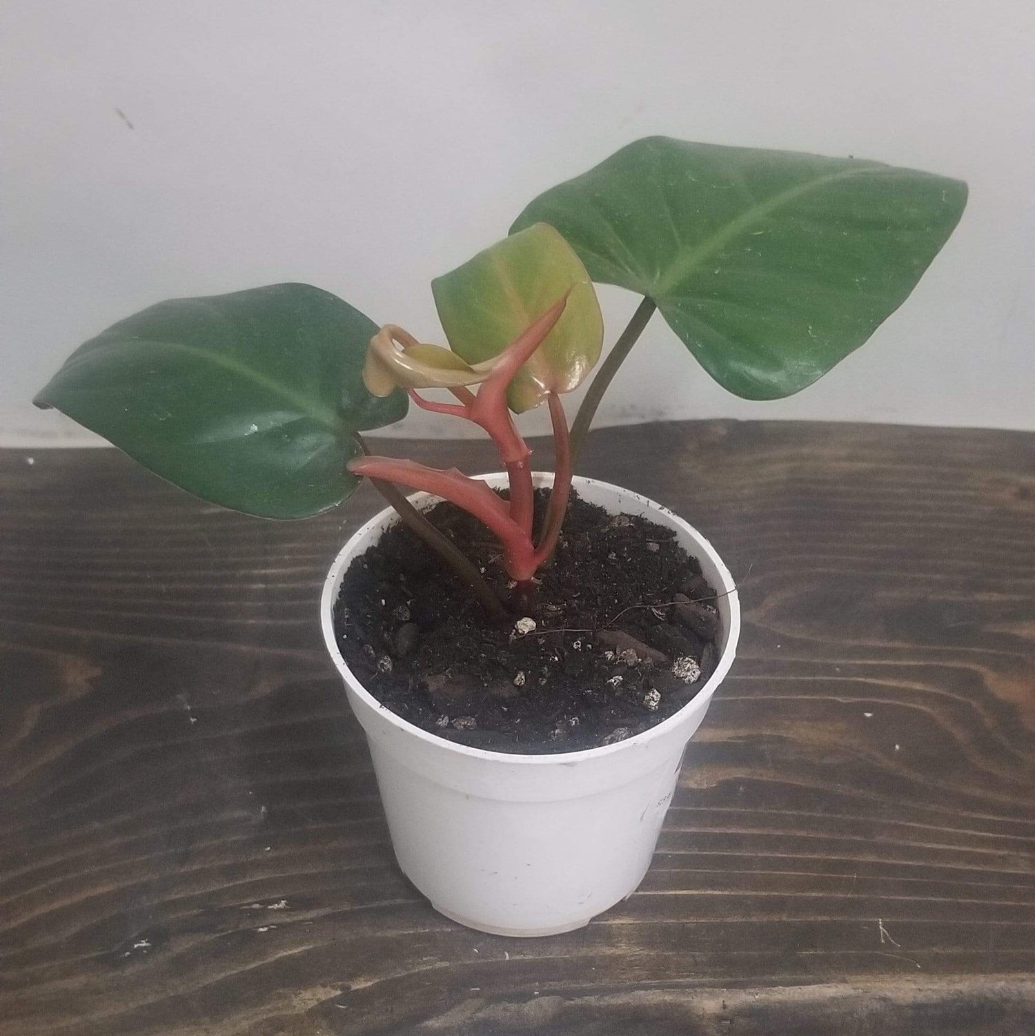 Urban Sprouts Plant 4" in nursery pot Philodendron 'Red Emerald'
