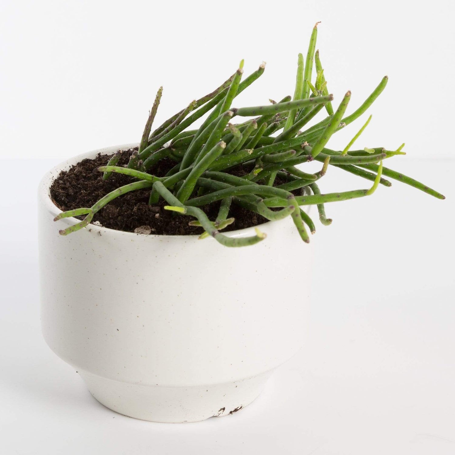 Urban Sprouts Plant 4" in nursery pot Rhipsalis 'Baccifera'