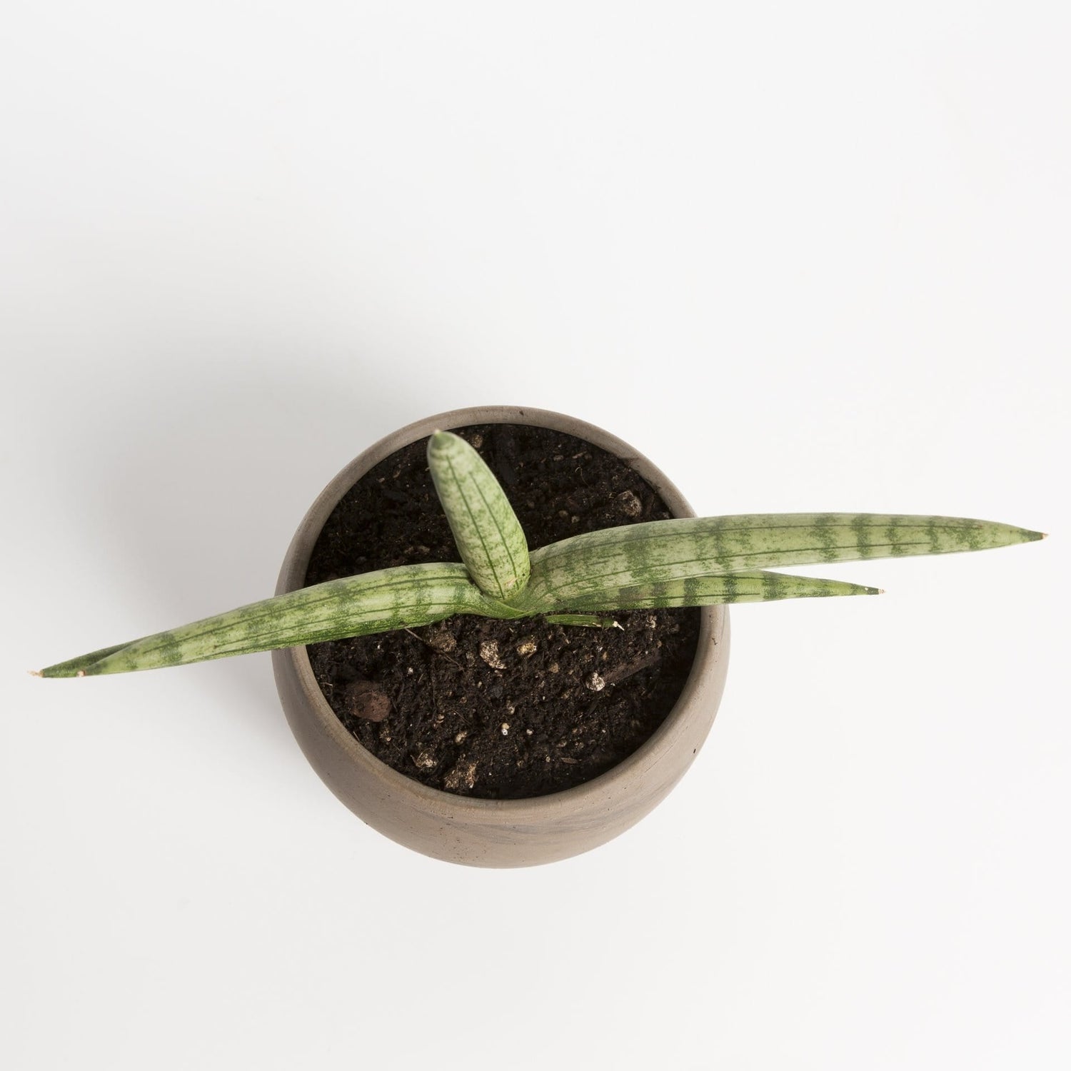 Snake Plant 'Starfish' - Urban Sprouts