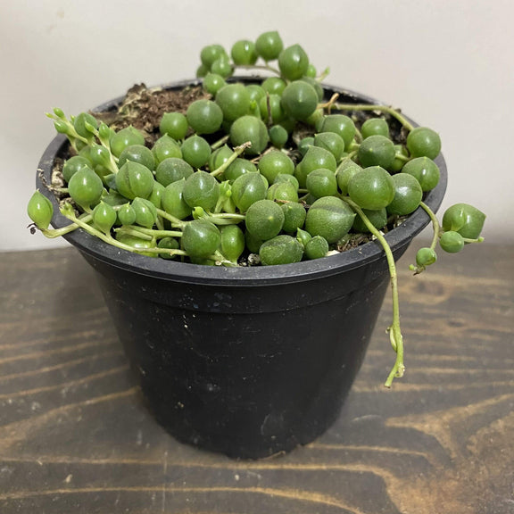 Urban Sprouts Plant 4" in nursery pot Succulent 'String Of Pearls'