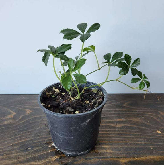 Urban Sprouts Plant 4" in nursery pot Sugar Vine