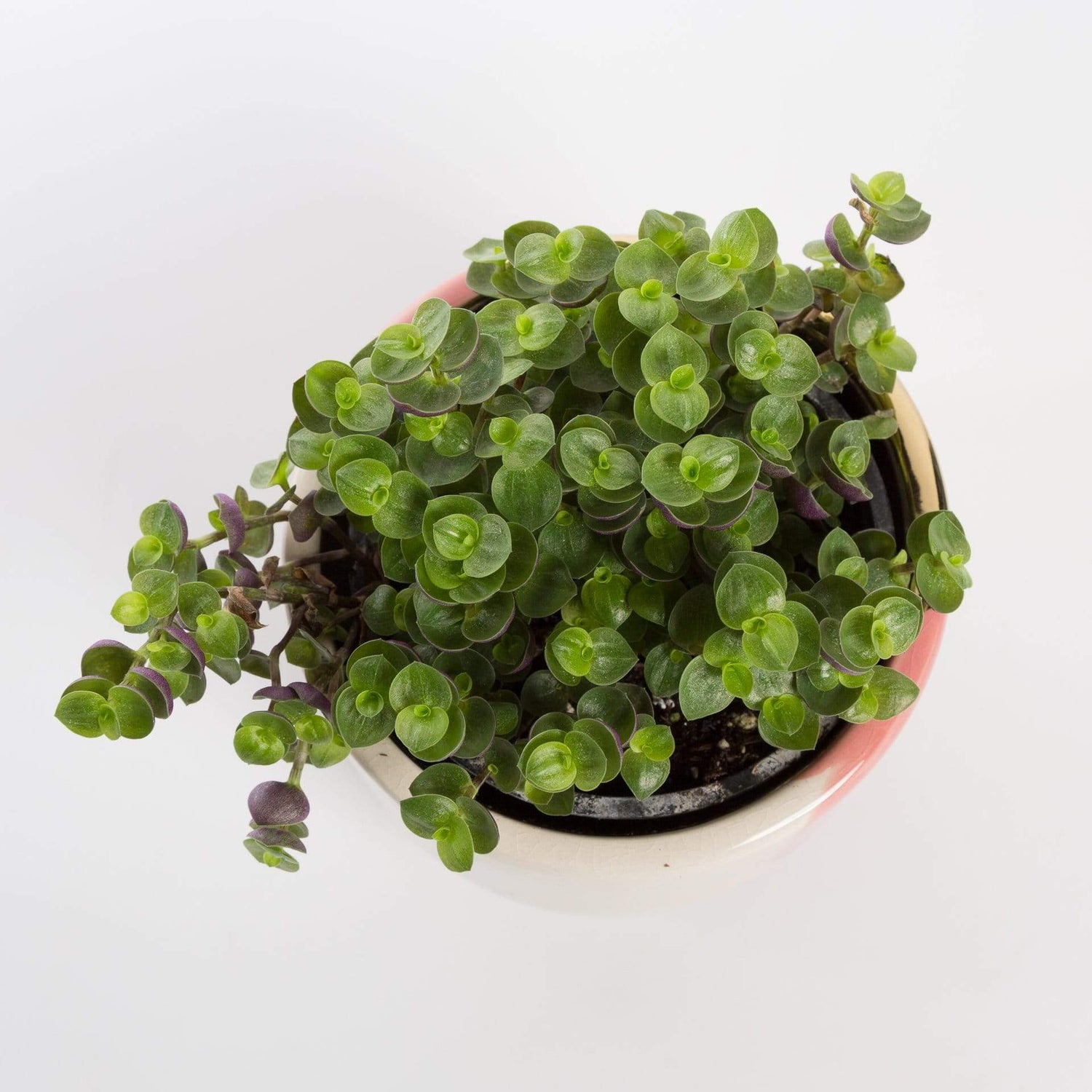 Urban Sprouts Plant 4" in nursery pot Turtle Vine 'Creeping Inch Plant'