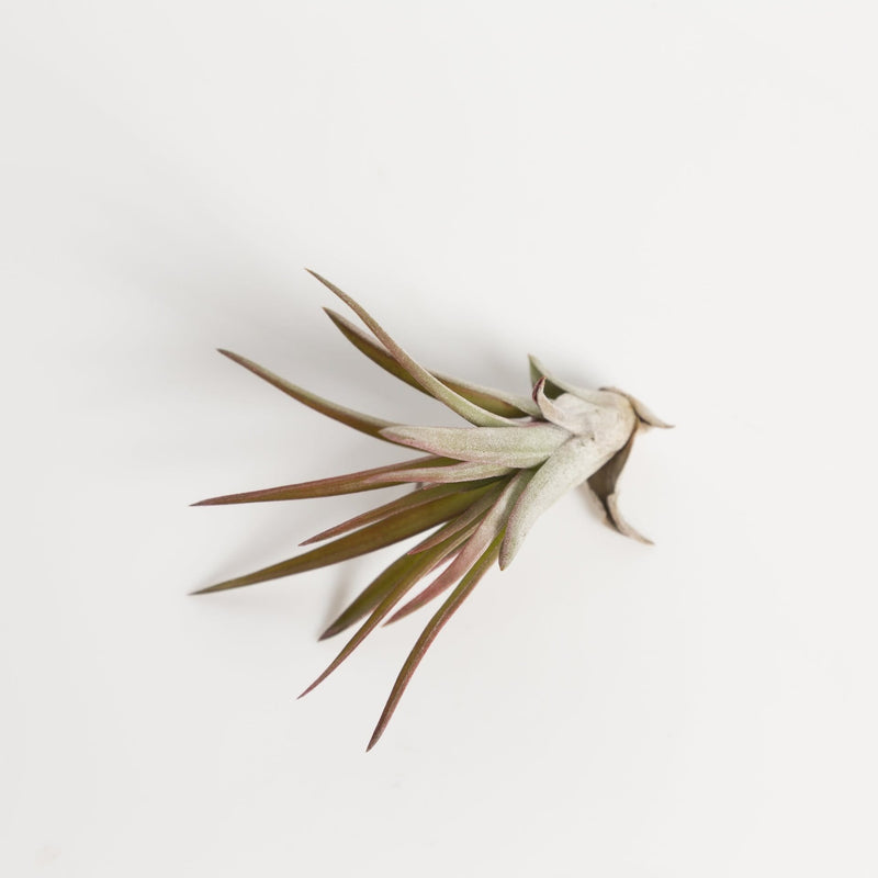 Tillandsia Velutina - Urban Sprouts