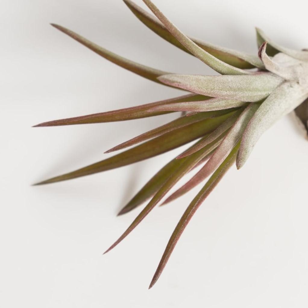 Air Plant  'Velutina - Red' 3-4" - Urban Sprouts