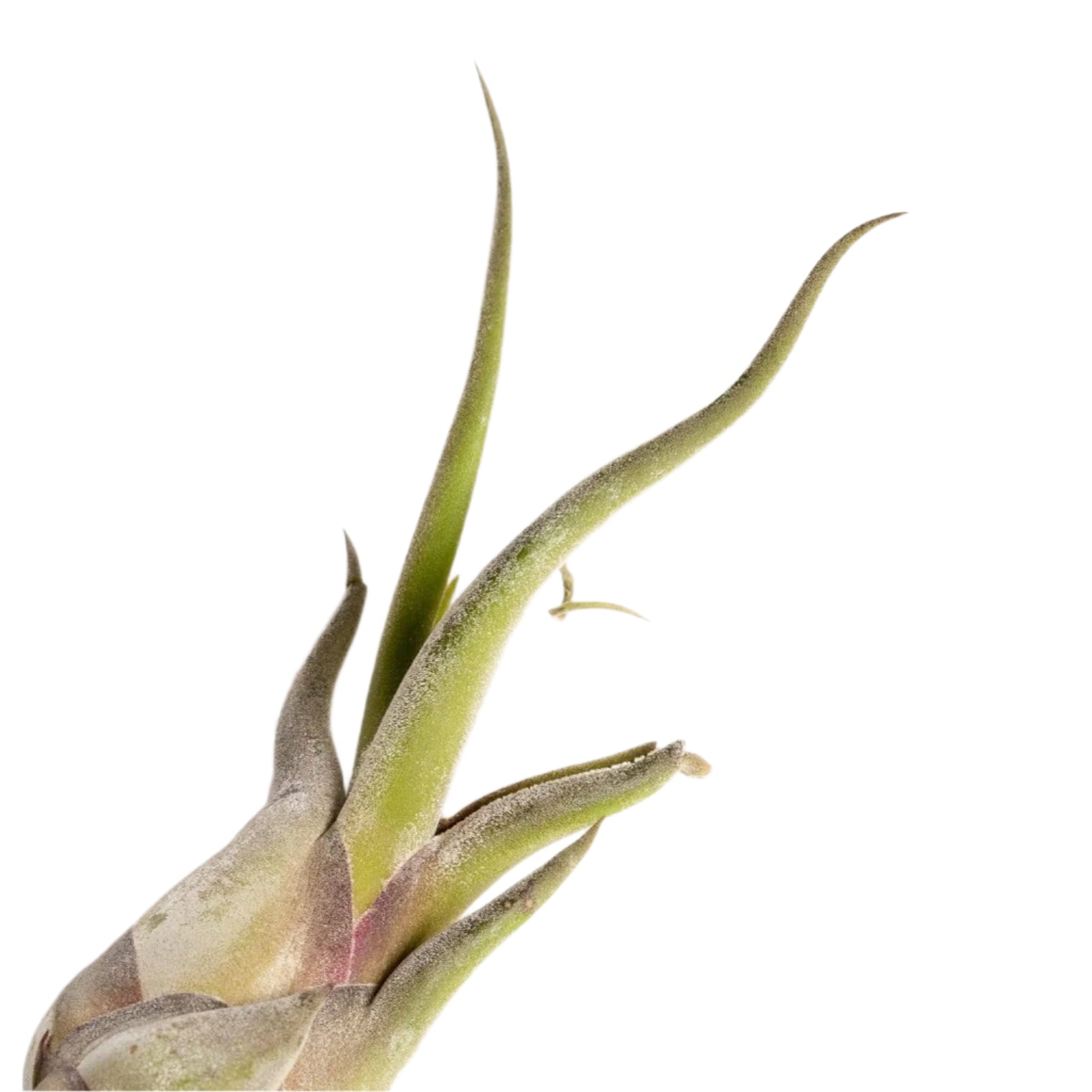Urban Sprouts Plant 6" Green Tillandsia Caput Medusae
