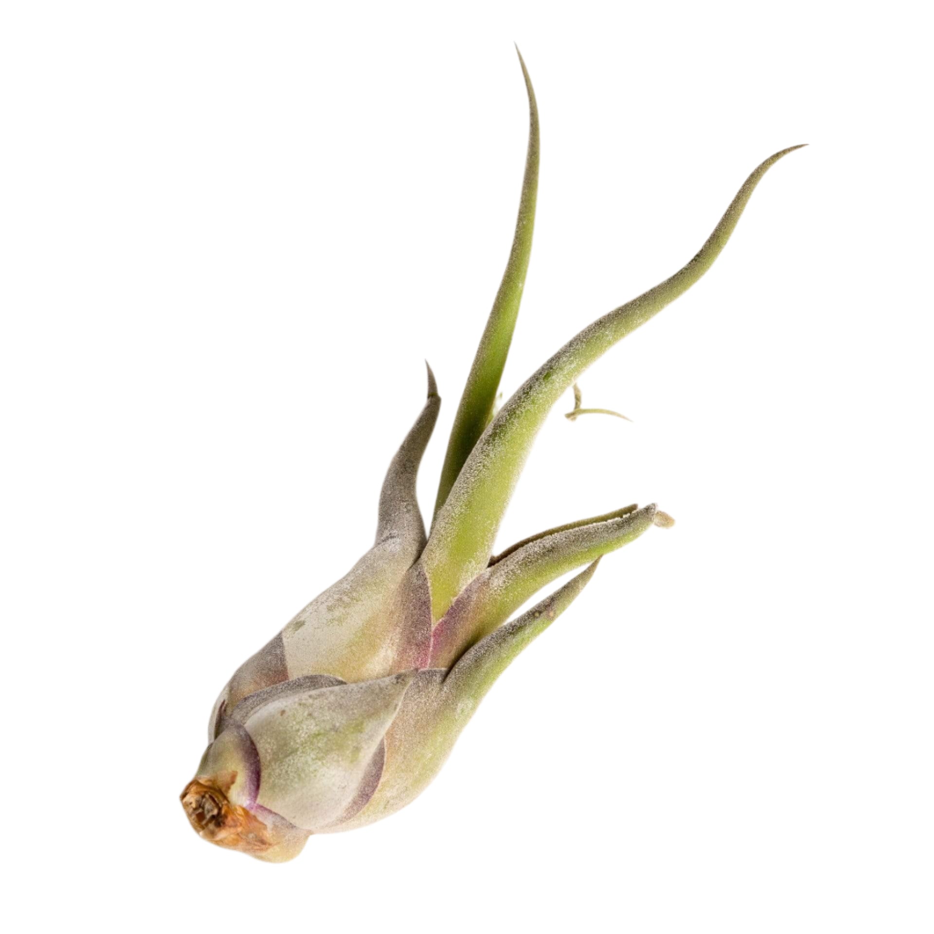 Air Plant 'Medusae' 4-5" - Urban Sprouts