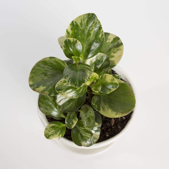 Urban Sprouts Plant 6" in nursery pot American Baby Rubber Plant 'Golden Gate'