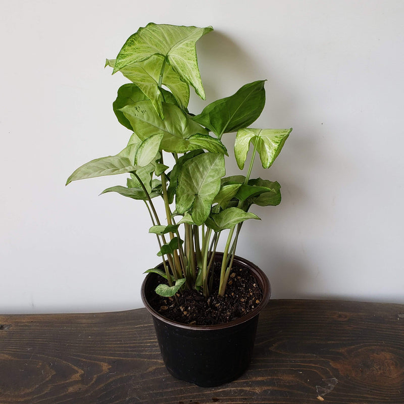 Urban Sprouts Plant 6" in nursery pot Arrowhead Vine 'White Butterfly'