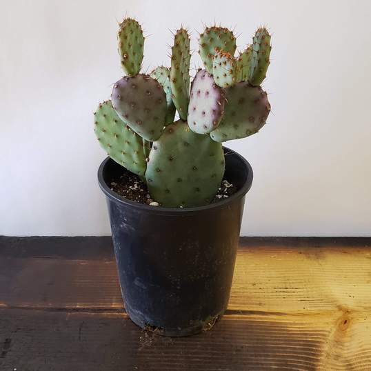 Cactus 'Prickly Pear - Baby Rita' - Urban Sprouts