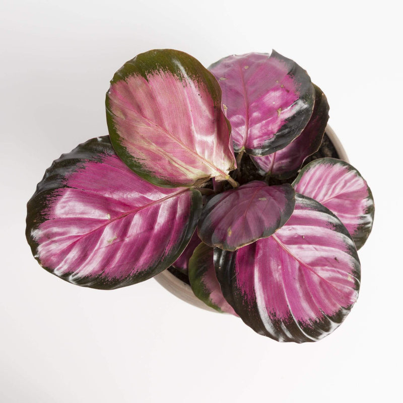 Calathea 'Rosy' - Urban Sprouts