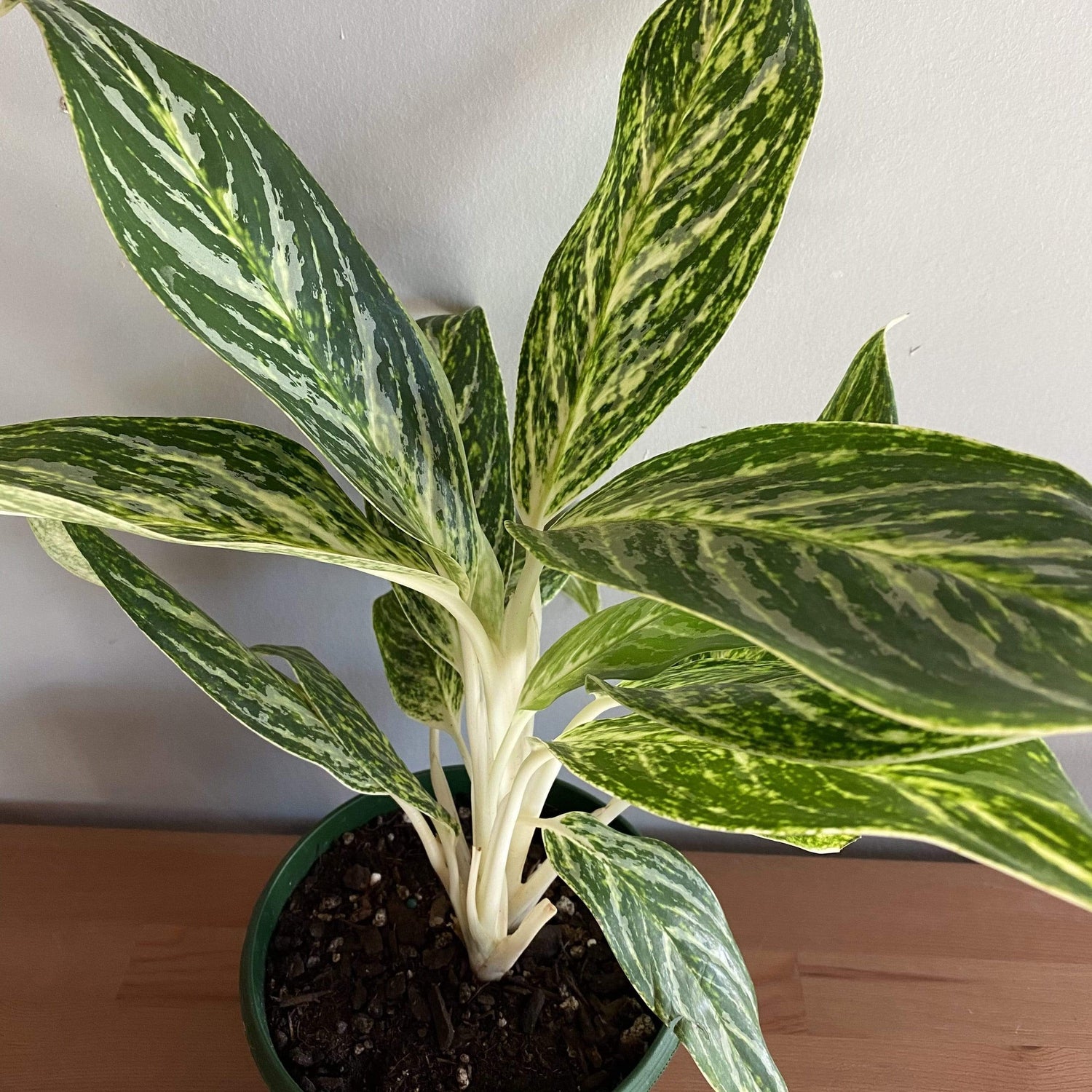 Chinese Evergreen 'Golden Madonna' - Urban Sprouts