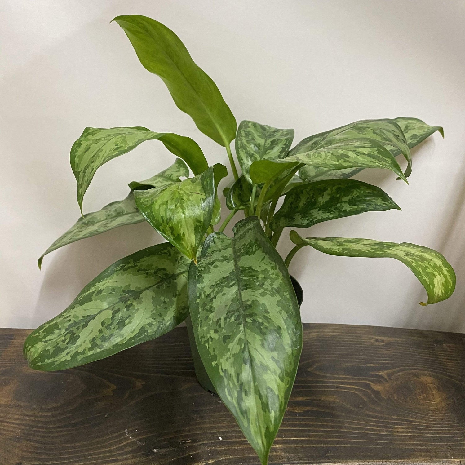 Chinese Evergreen 'Indo Princess' - Urban Sprouts