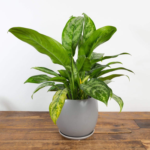 Chinese Evergreen 'Indo Princess' - Urban Sprouts