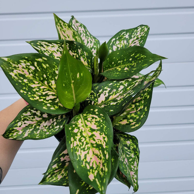 Urban Sprouts Plant 6" in nursery pot Chinese Evergreen 'Lady Valentine'
