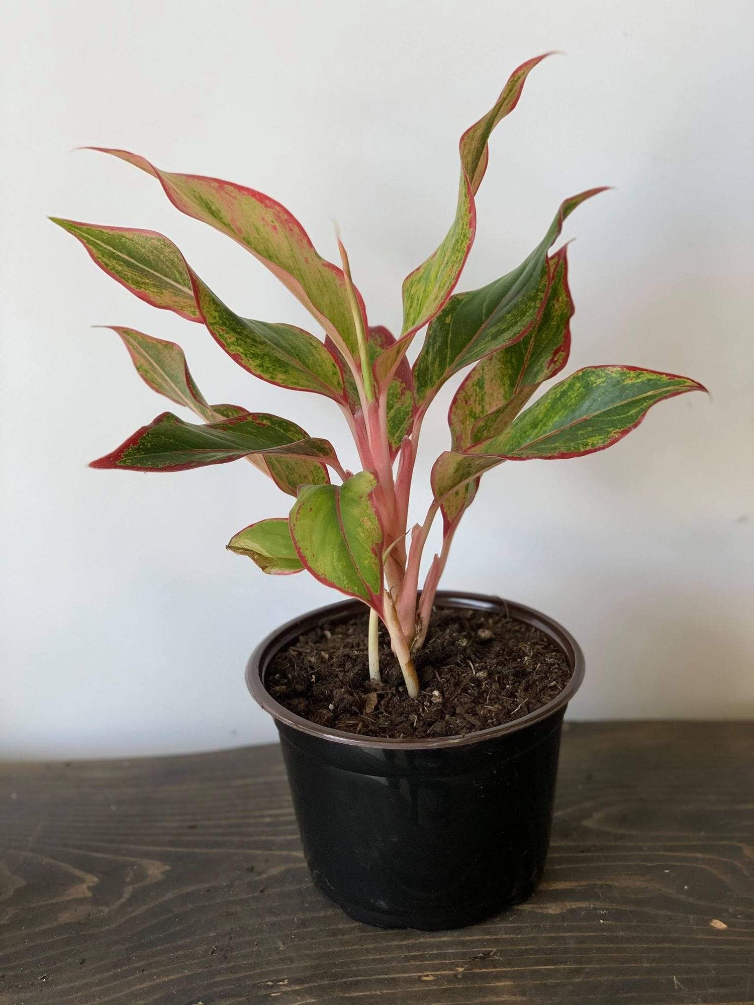 Urban Sprouts Plant 6" in nursery pot Chinese Evergreen 'Siam Aurora'