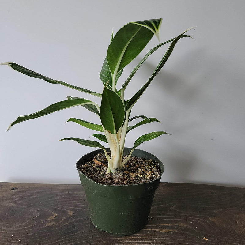 Urban Sprouts Plant 6" in nursery pot Chinese Evergreen 'Snow White'