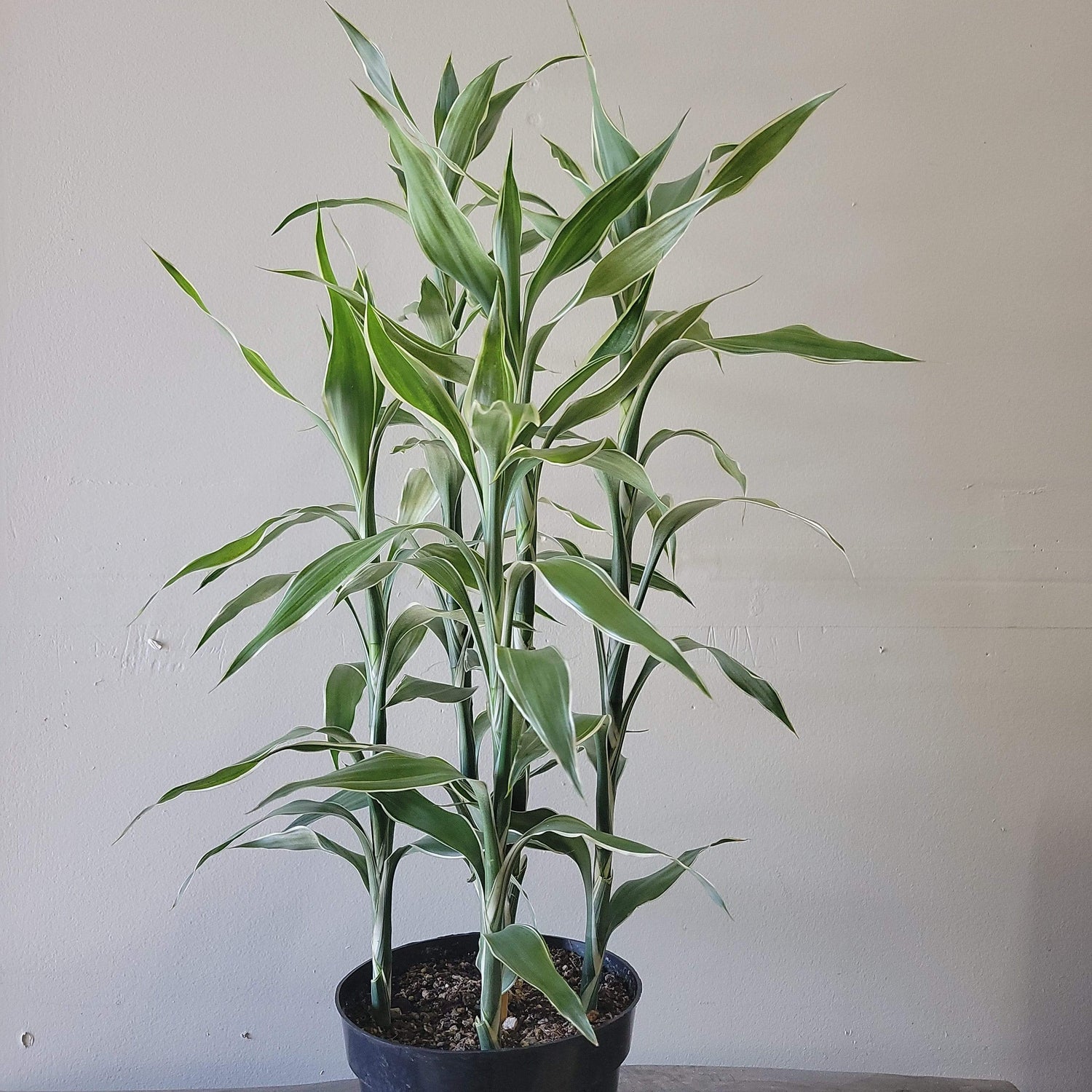 Urban Sprouts Plant 6" in nursery pot Dragon Tree 'White Ribbon'