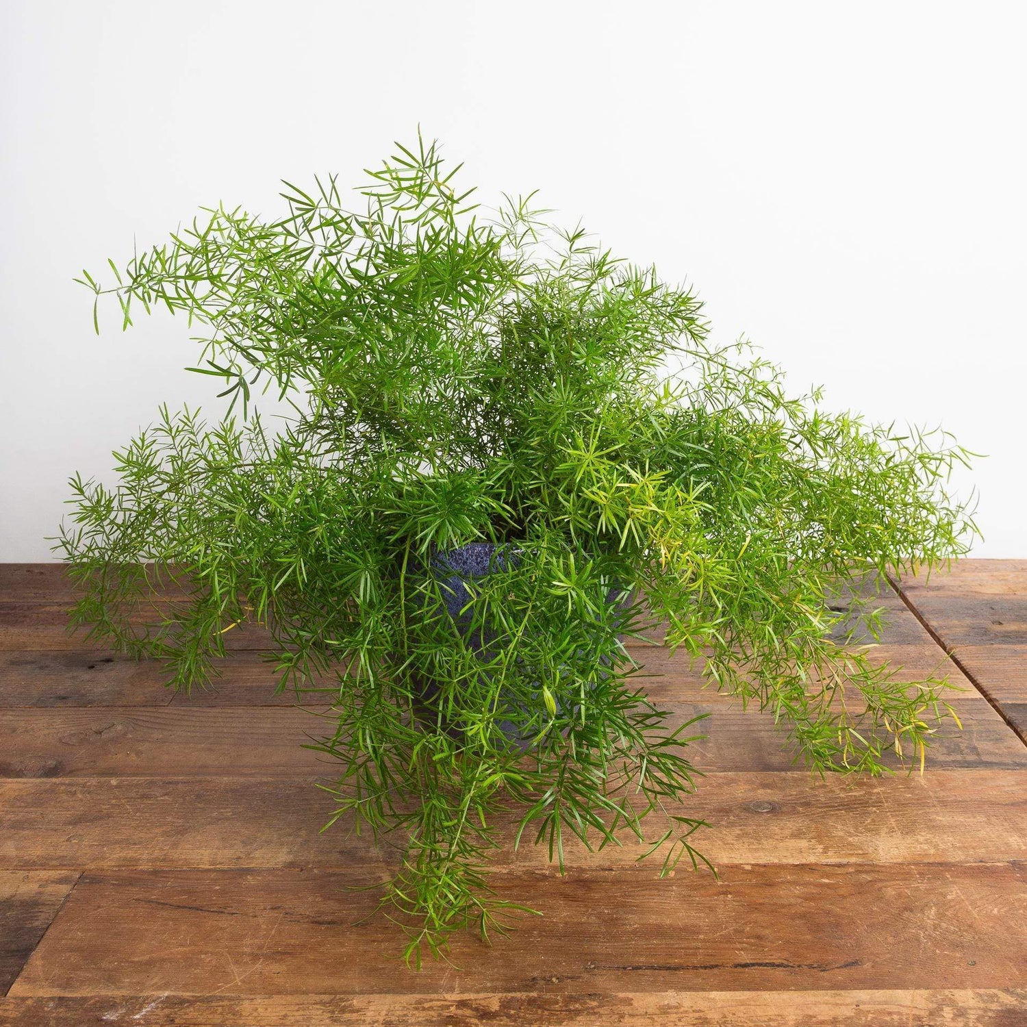 Urban Sprouts Plant 6" in nursery pot Fern 'Sprenger's Asparagus'