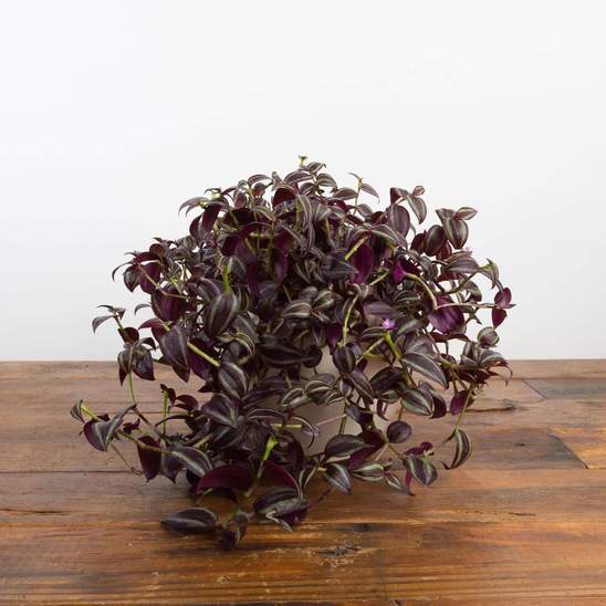 Inch Plant 'Purple' - Urban Sprouts