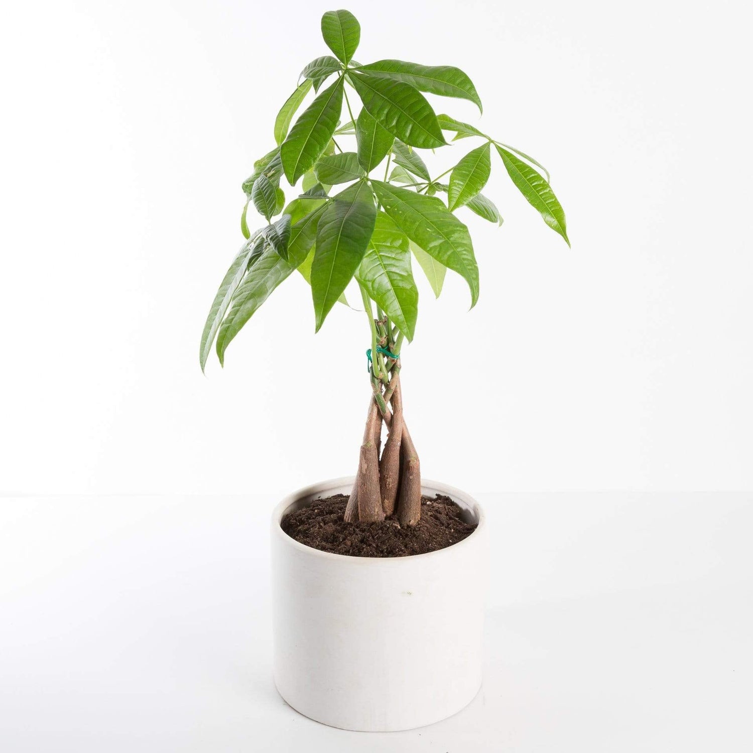 Urban Sprouts Plant 6" in nursery pot Money Tree 'Braided'