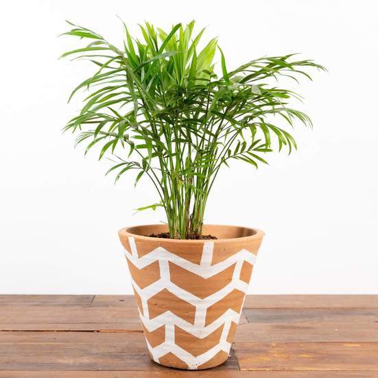 Urban Sprouts Plant 6" in nursery pot Palm 'Bella Parlor'