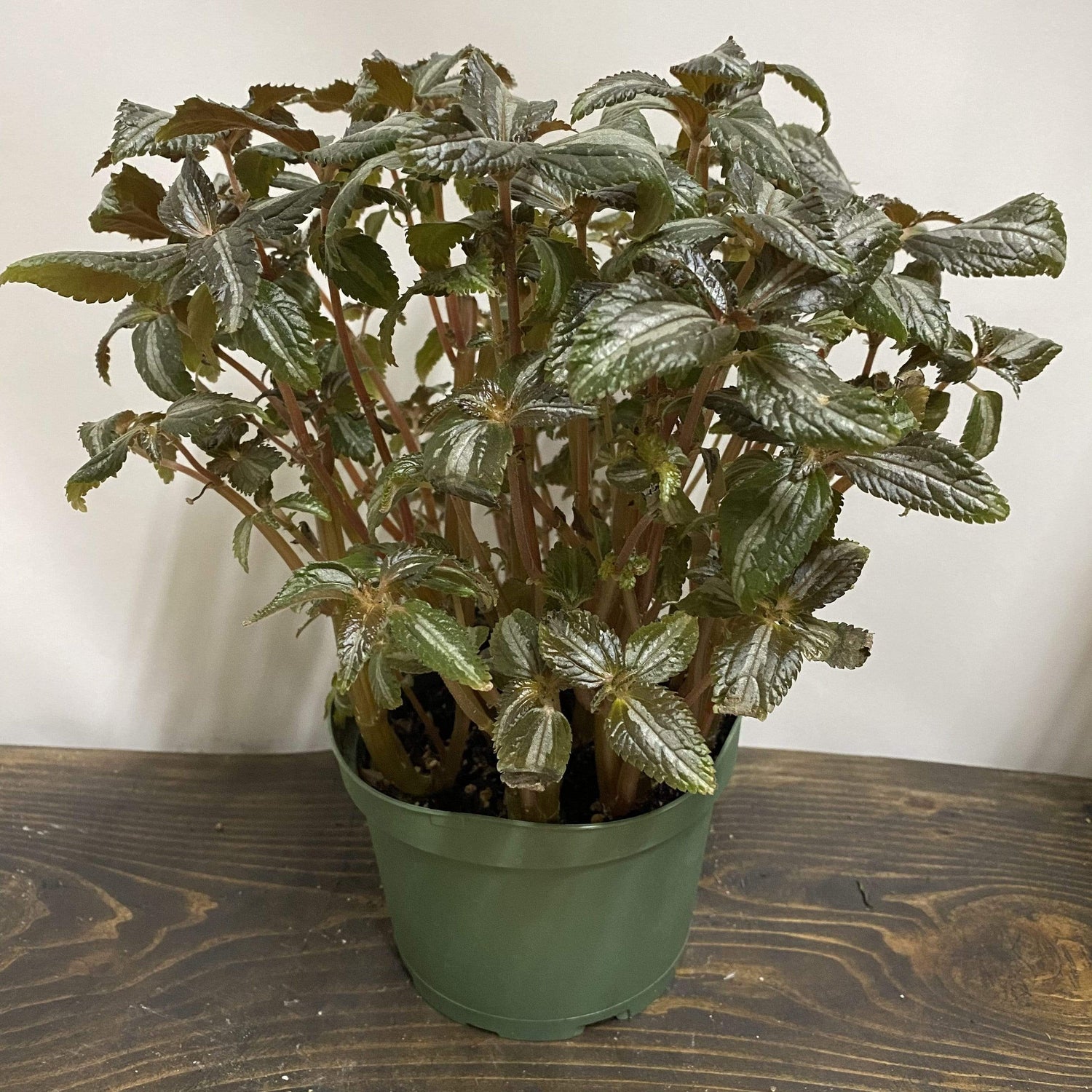 Urban Sprouts Plant 6" in nursery pot Pilea 'Bronze'