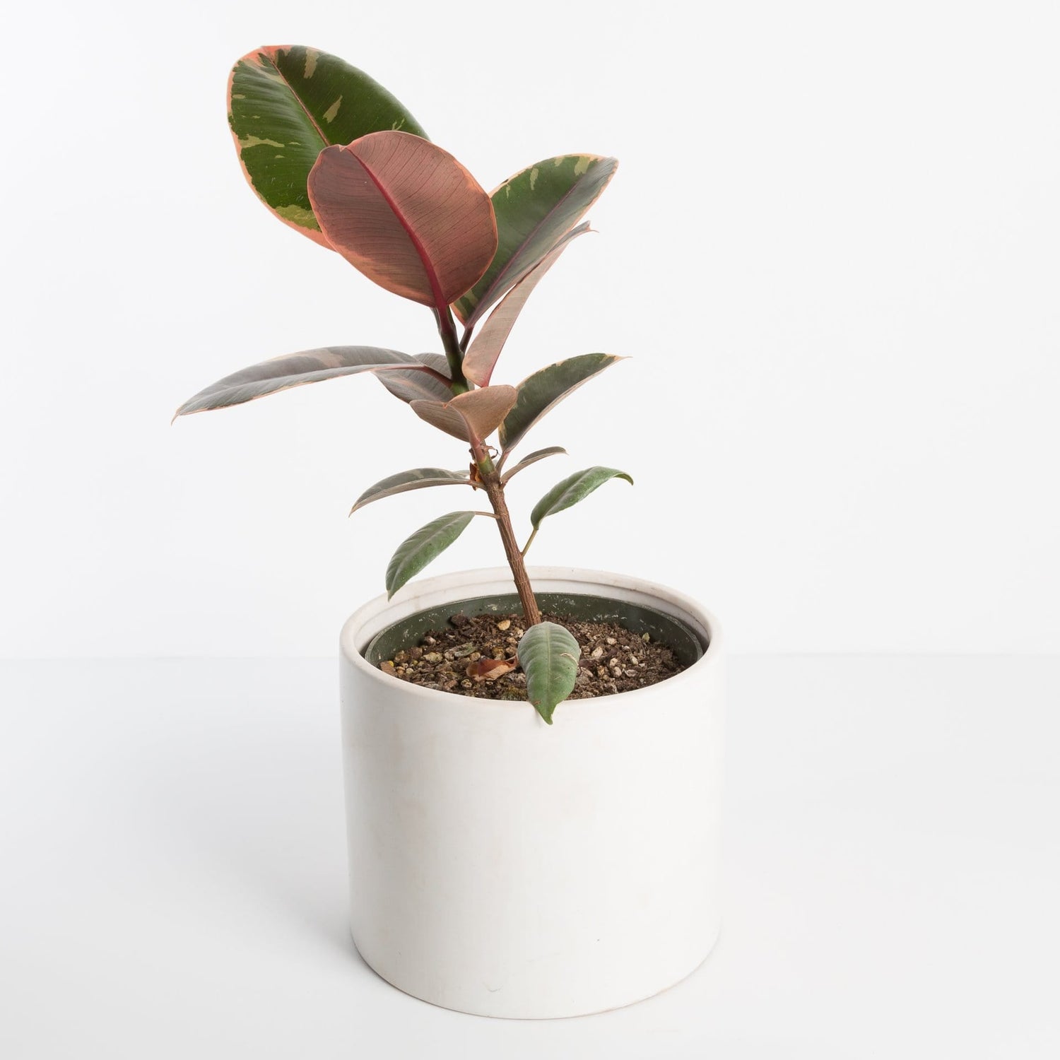 Urban Sprouts Plant 6" in nursery pot Rubber Tree 'Ruby'
