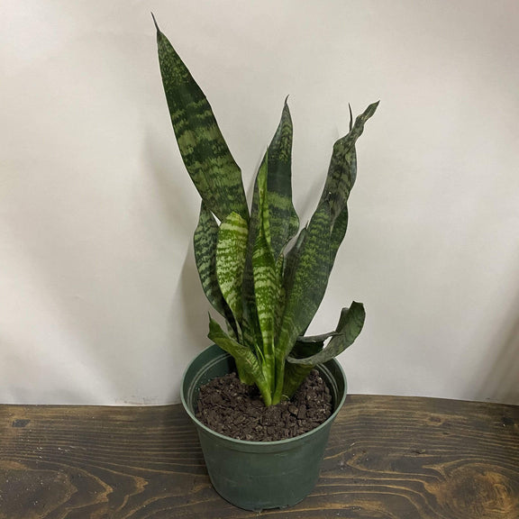 Urban Sprouts Plant 6" in nursery pot Snake Plant 'Robusta'
