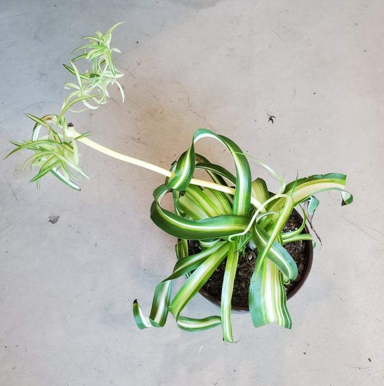 Urban Sprouts Plant 6" in nursery pot Spider Plant 'Curly - Variegated'