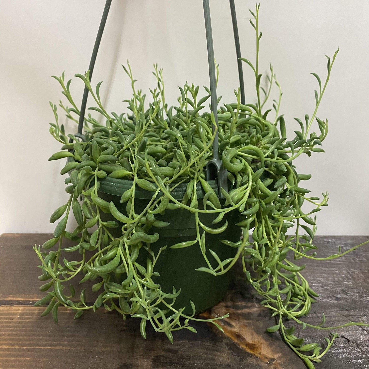 String of Pearls in a Hanging Basket - Urban Garden Center