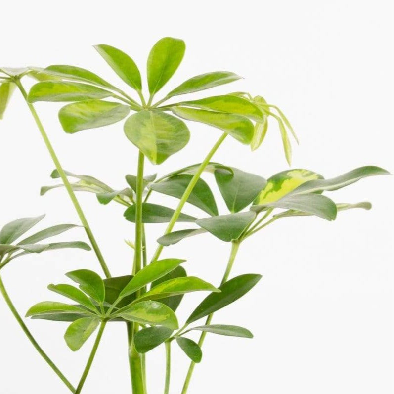 Umbrella Plant 'Gold Capella' 4" - Urban Sprouts